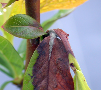 Sporulation on blueberry shoot strike