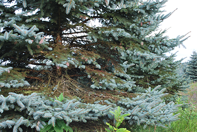 Spruce tree decline