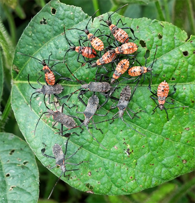 Leaf-footed bugs