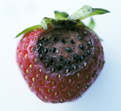 Anthracnose symptoms in strawberry