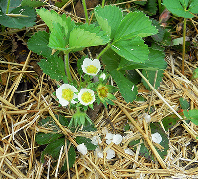 Strawberry bloom