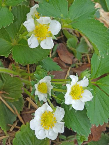 Strawberry bloom