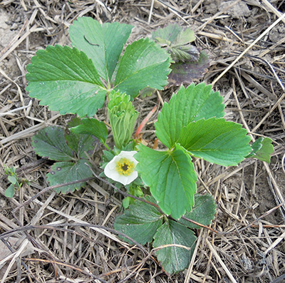 Freeze damage on strawberry flower