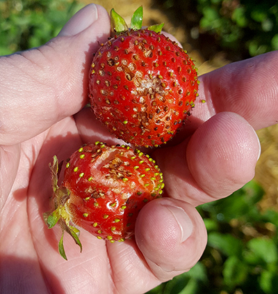 hail damaged strawberries