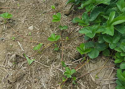 strawberry runners