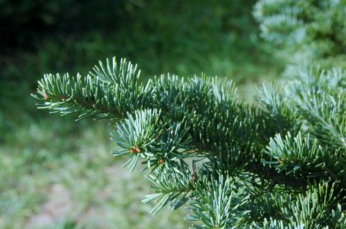 Subalpine