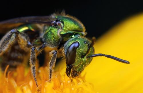 Growing a variety of flowering plants helps bees and other beneficial