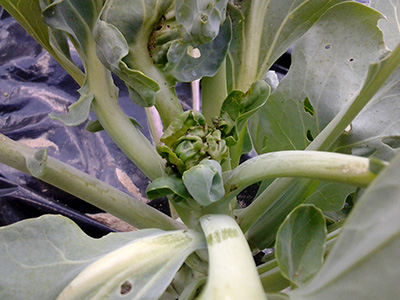 Broccoli plant growing blind from swede midge