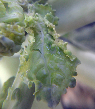 Swede midge larvae