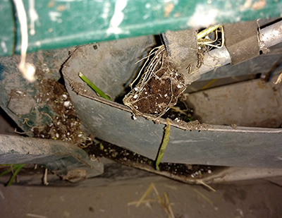 Sweet onion plug transplants stuck in transplanter