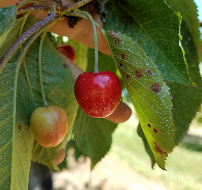 sweet cherry