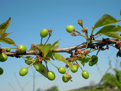 Sweet cherry fruit