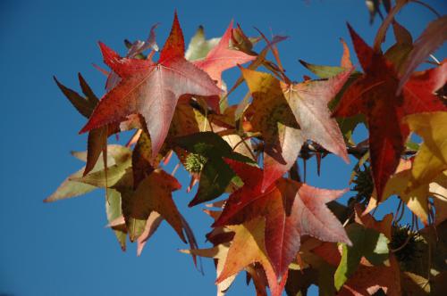 Sweetgum