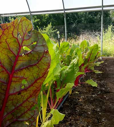 Swiss chard