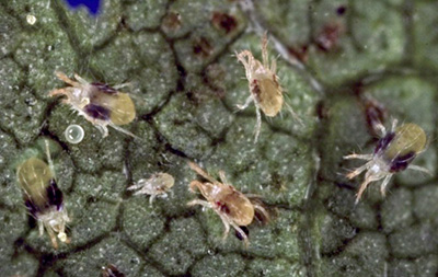 Twospotted spider mites