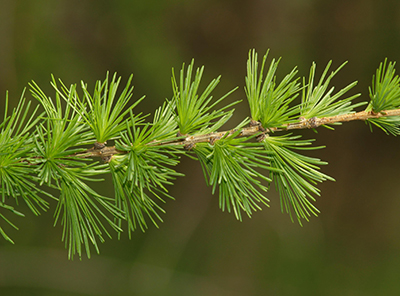 Tamarack needles