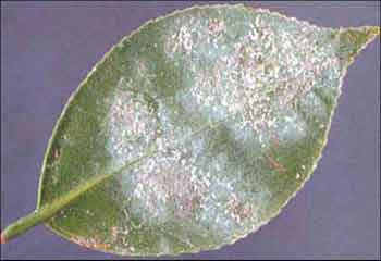 Underside of leaves