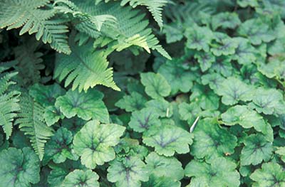 Tiarella and ferns