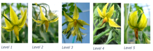 Bumble Bee Pollination in Tomato Greenhouses