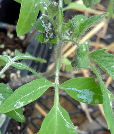 Crystals on tomato leaves