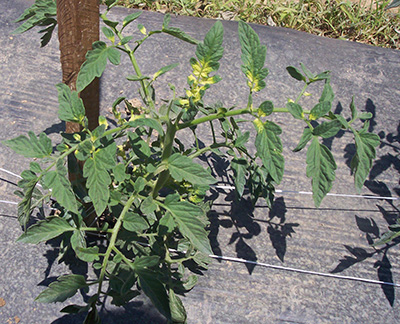 Glyphosate injury on tomato plants