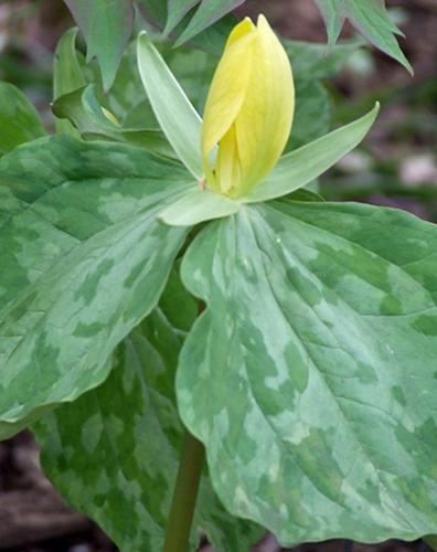 Trillium flower