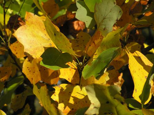 Tulip tree