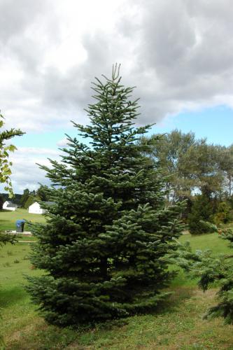 Turkish fir