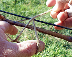 Tying vines