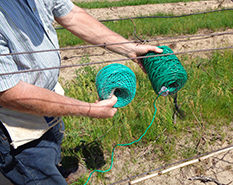 Tying vines