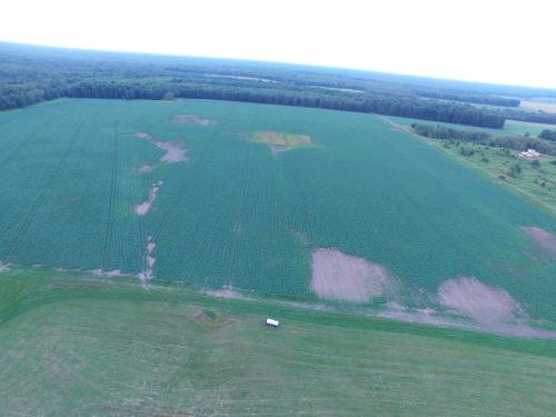 UP potato plots