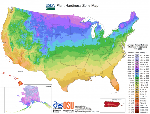 All-season trees: River birch - MSU Extension