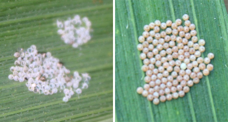 western bean cutworm eggs