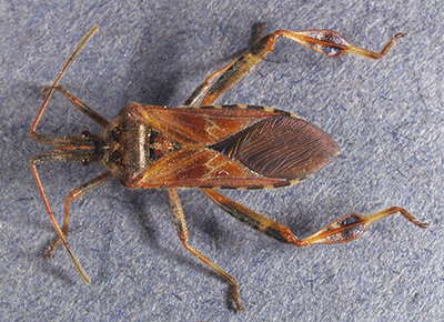 Western conifer seed bug