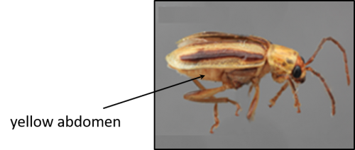 western corn rootworm