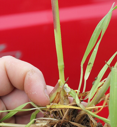 Wheat close up