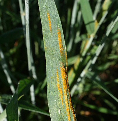 Wheat stripe rust symptoms