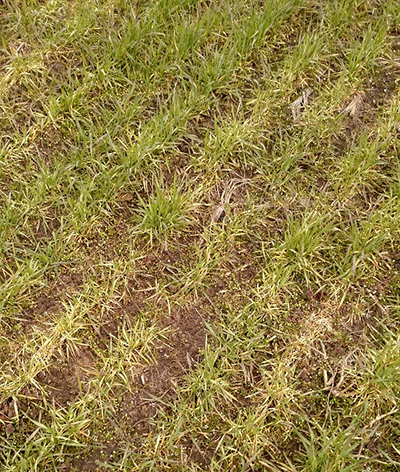 Wheat stands