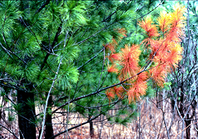 Branch flagging on tree