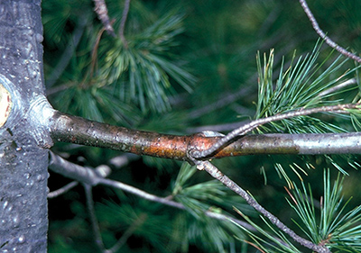Early sign of white pine blister rust