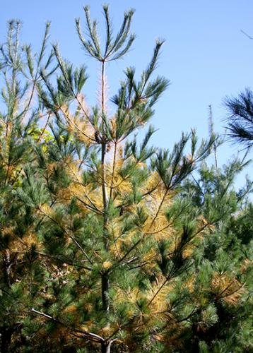 Needles on White Pine Trees Turning Yellow - The Mill - Bel Air