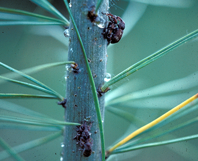 White pine weevil