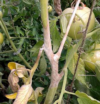 White mold on tomato