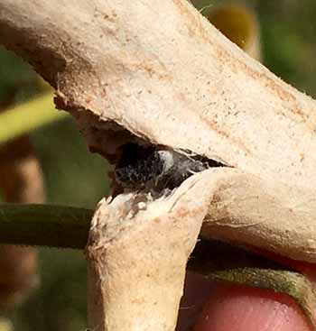 White mold showing sclerotia