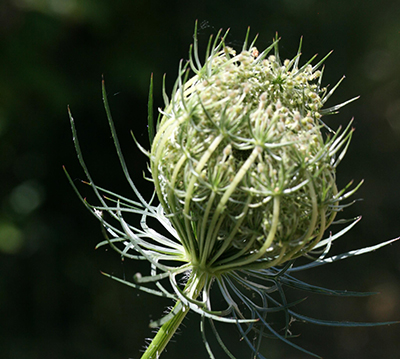 Wild carrot