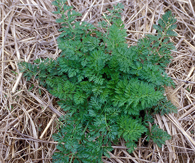 Wild carrot