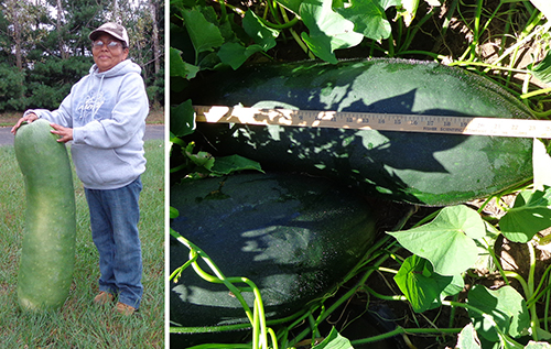 Long Giant (left) and Southern Dark Skin (right) winter melons