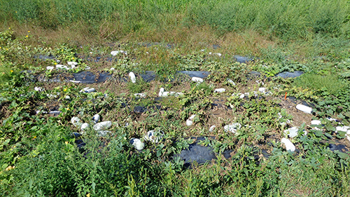 Long Oblong winter melons