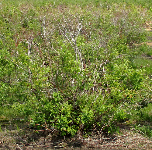 Winter injury to blueberry field