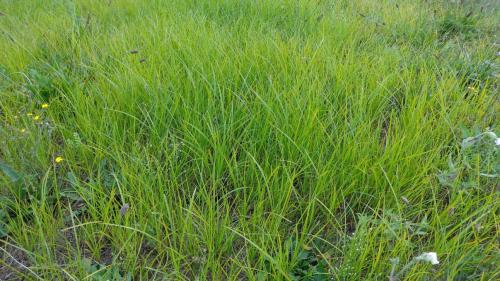 Yellow nutsedge